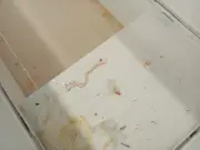 Supermercado em Cabo Frio é notificado por sujeira em freezers e abertura no teto