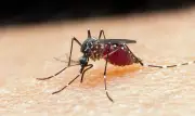 Suspeita de ebola no Rio: paciente testa positivo para malária