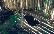 Terras do 'Índio do Buraco' viram parque estadual em Rondônia