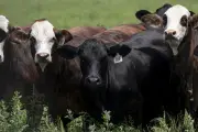 Texas confirma quarto caso de parasita mortal que ameaça pecuária dos EUA