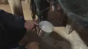 Turistas acordam cedo para ordenhar vacas e provar o camargo na Serra Gaúcha