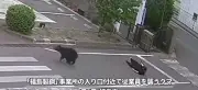 Urso invade área residencial e ataca quatro pessoas no Japão