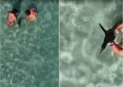 Vídeo de mulher segurando pinguim em Arraial do Cabo causa indignação
