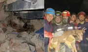 Vídeo mostra resgate de cachorro nos escombros na Venezuela