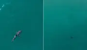 Vídeo mostra tubarão de 3,5m antes de ataque em Sydney