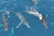 Vídeo raro mostra grupo de 40 baleias-jubarte e golfinhos em Ilhabela