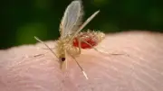 Vigilância confirma primeiro caso de leishmaniose humana em Prudente em 2026