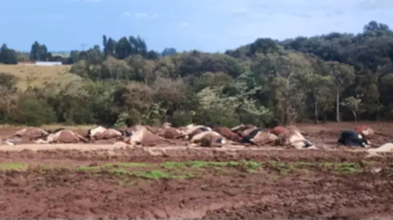 32 vacas morrem eletrocutadas por cabo de alta tensão em SC