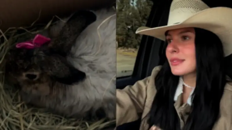 Ana Castela ganha coelha de fãs e gera debate sobre presentear animais