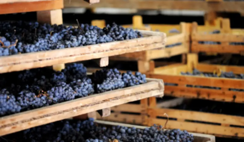 Appassimento: a técnica que produz vinhos intensos como Amarone