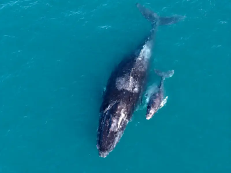Baleia-jubarte e filhote são avistados em Arraial do Cabo