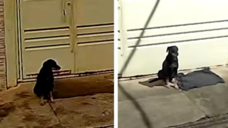 Cachorro abandonado em mudança é adotado por nova moradora em Araraquara