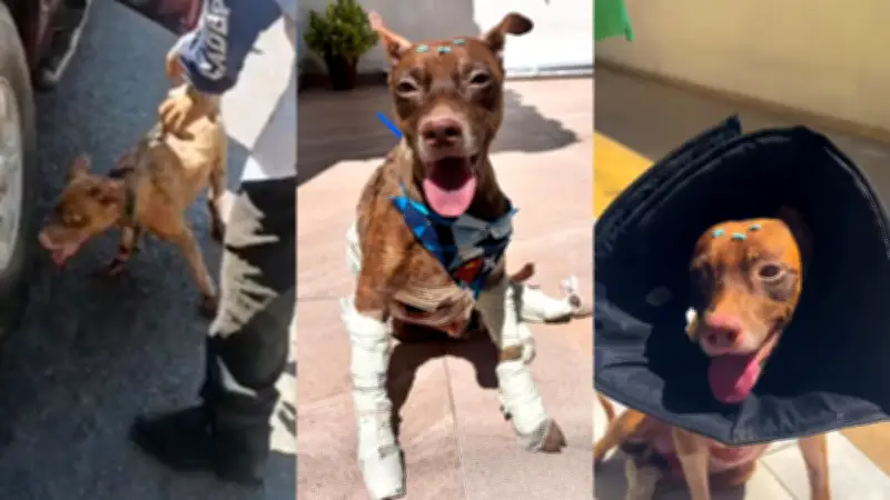 Cachorro arrastado por carro em Teresina recebe alta e ganha lar temporário