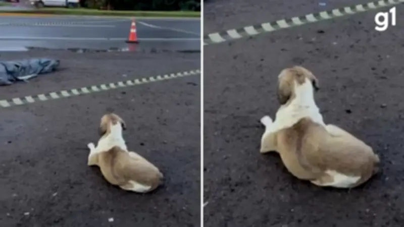 Cachorro permanece ao lado do corpo de vítima de atropelamento no RS