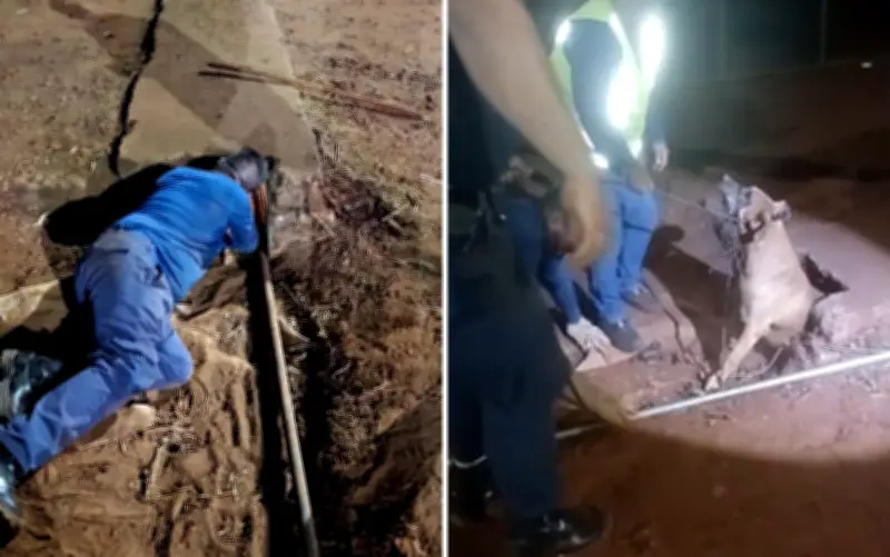 Cachorro preso em tubulação é resgatado pela GCM em Guaíra, SP
