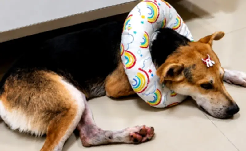 Cachorro que invadiu festival vira 'Garamelo' e é adotado