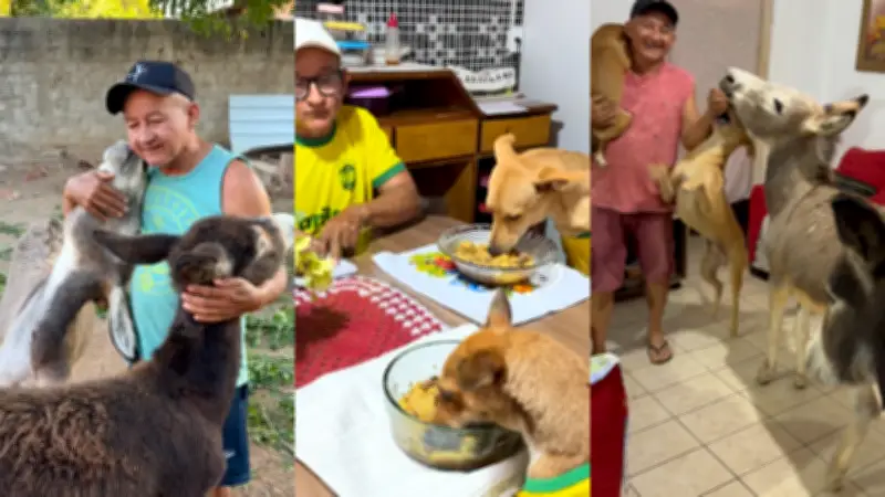Cachorros sentam à mesa e jumentos abrem porta para comer em casa no Piauí