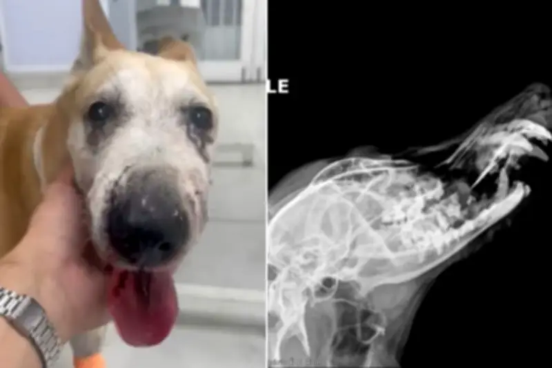 Cadela Jadi perde dentes e tem face reconstruída após ataque de American Bully
