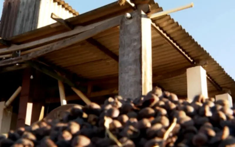 Cafeicultores do Sul de Minas investem R$ 140 mil em monitoramento contra furtos