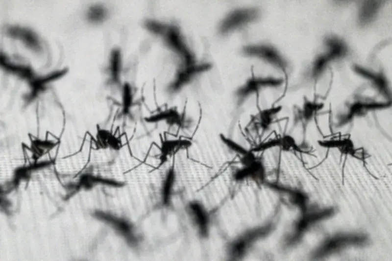 Campinas adota método Wolbachia para combater dengue a partir de 2027