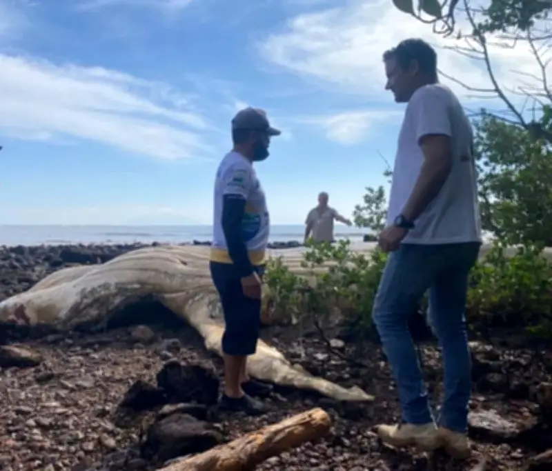 Carcaça de baleia-jubarte é removida de praia em Búzios