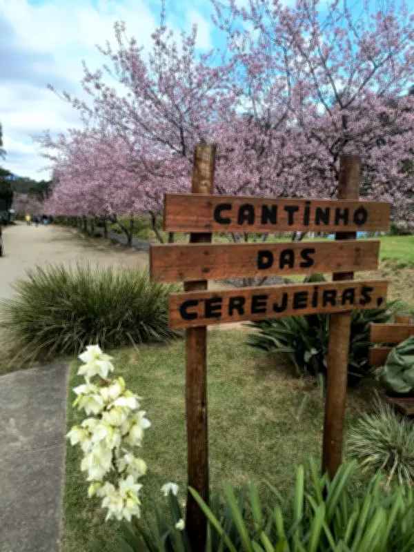 Cerejeiras transformam tragédia em esperança em Teresópolis