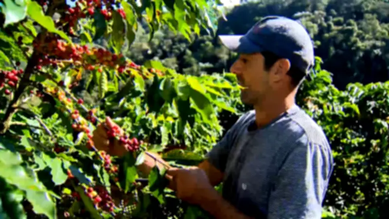 Chuva atrasa colheita do café no Sul de Minas e afeta qualidade