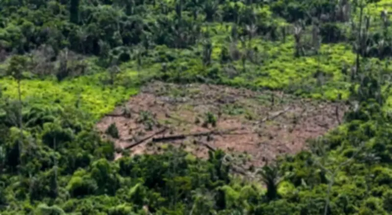 Câmara aprova anistia a crime ambiental de pequeno produtor rural