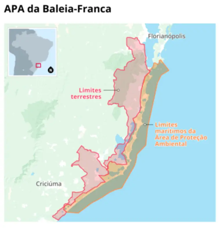 Câmara aprova urgência para projeto que reduz proteção da baleia-franca