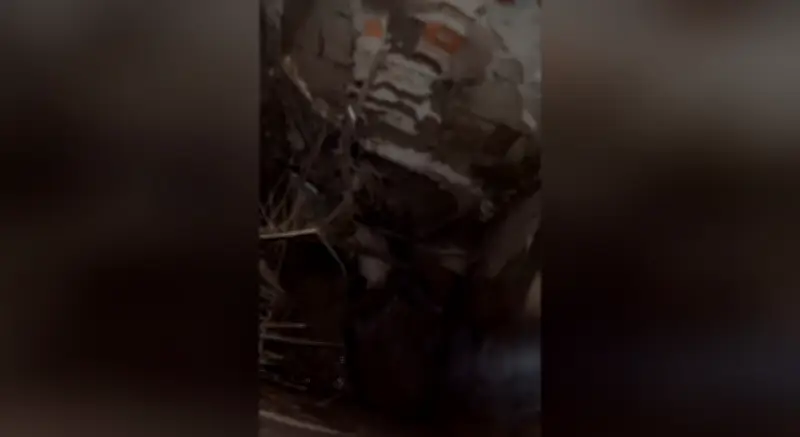 Cão Bruce salva outro cão preso em bueiro em Jundiaí; tutor busca adoção