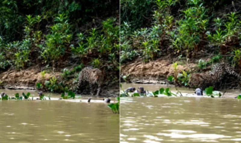 Confronto raro: onça-pintada enfrenta ariranhas no Pantanal; veja vídeo