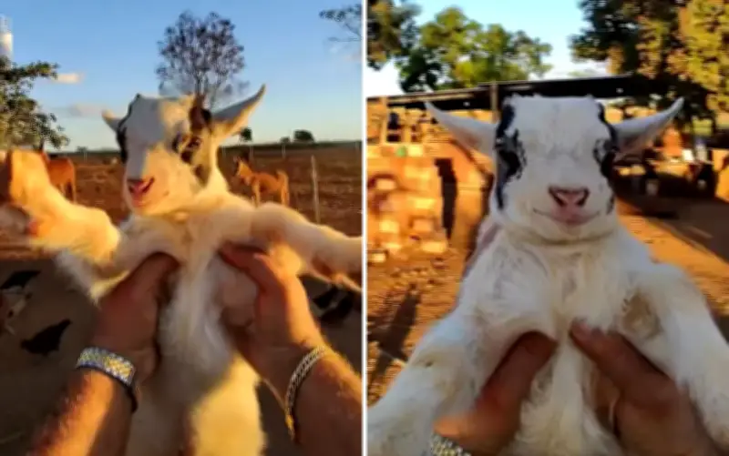 Fazendeiro viraliza ao alimentar mini animais em Goiás
