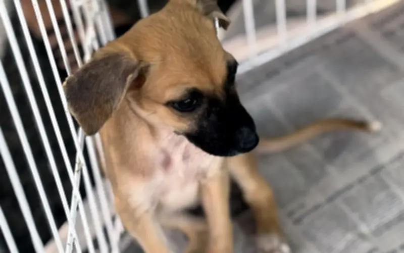 Feira de adoção Amigo Pet acontece neste sábado no Shopping Jardins em Aracaju