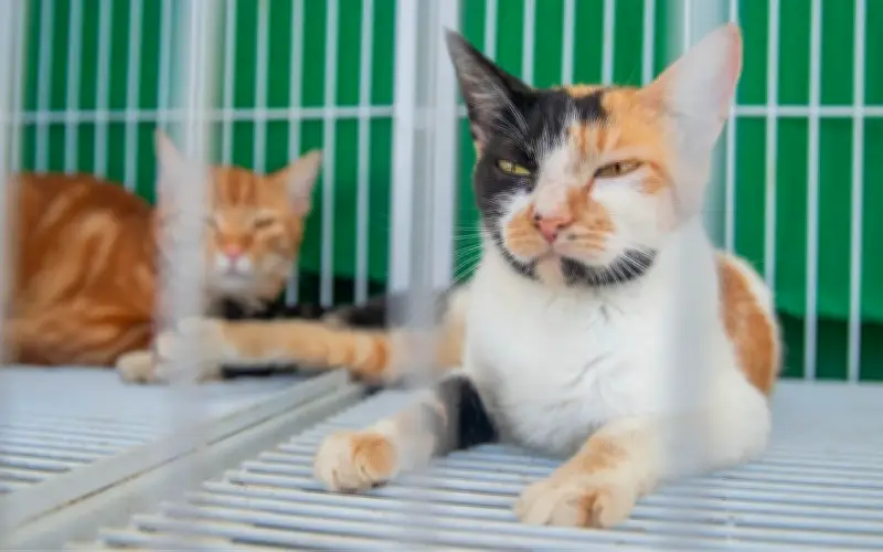 Feira de adoção responsável encontra lares para 50 cães e gatos