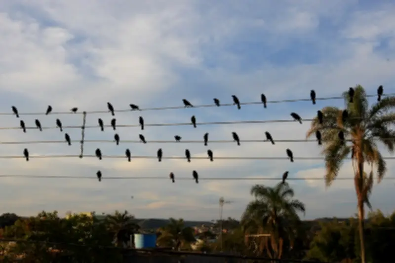 Foto de pássaros em fios vira sinfonia e ganha Leão de Ouro em Cannes
