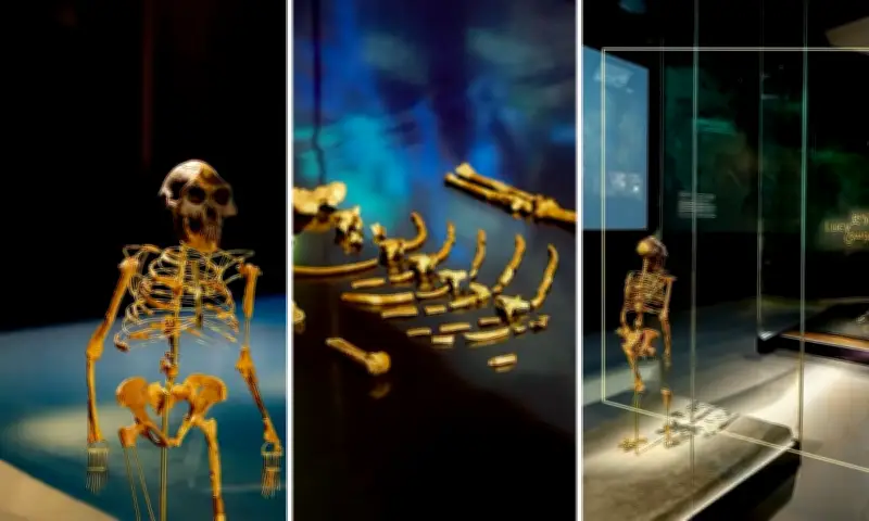 Fóssil Lucy de 3,2 milhões de anos chega a Abu Dhabi em exposição histórica