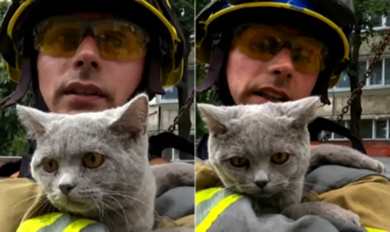 Gata Bonia é resgatada sob escombros em Kiev após ataque russo