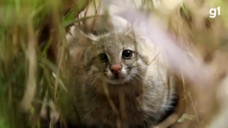 Gato-palheiro-pampeano é declarado criticamente em perigo de extinção