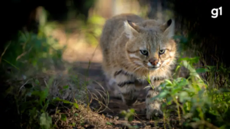 Gato-palheiro-pampeano: felino raro perde 25% do habitat e tem 250 animais