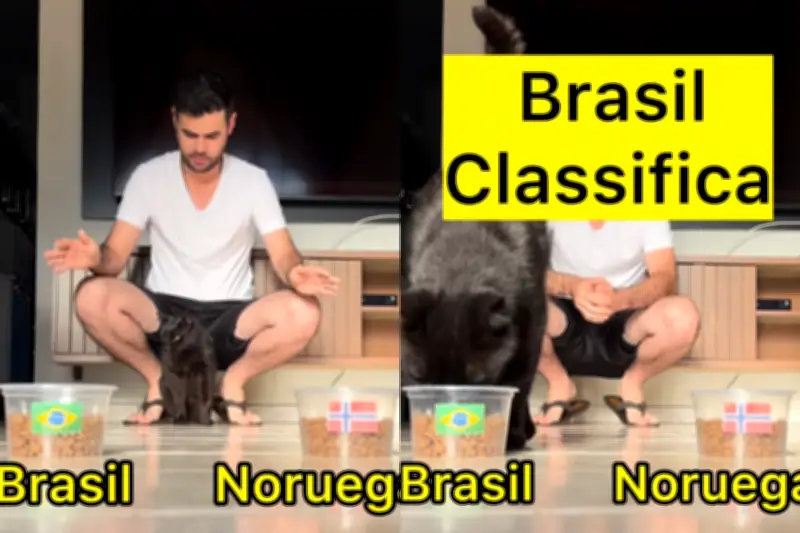 Gato vidente Milu erra Cabo Verde e aposta no Brasil contra Noruega