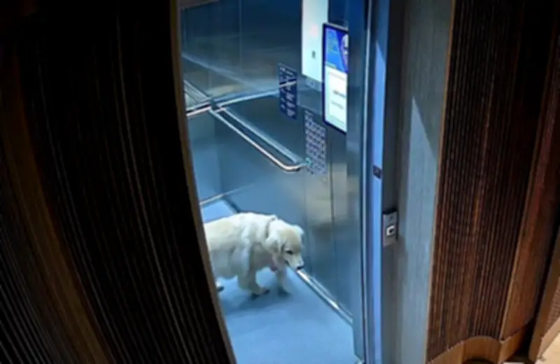 Gol da Argentina distrai dona e cachorro foge de elevador
