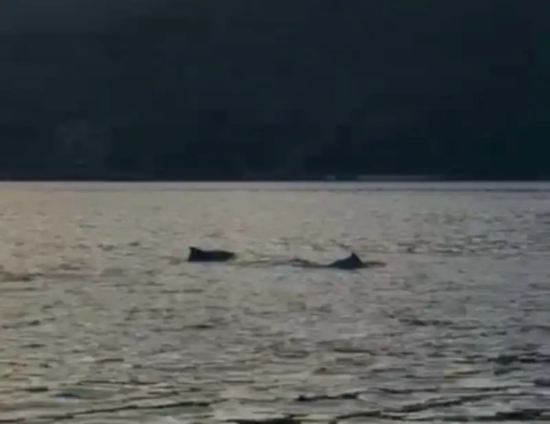 Golfinhos são avistados em Angra dos Reis durante aula de canoa