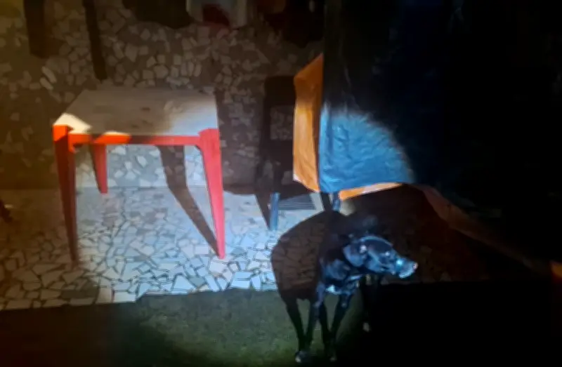Homem preso em Maceió por amarrar focinho de cachorro com fita isolante
