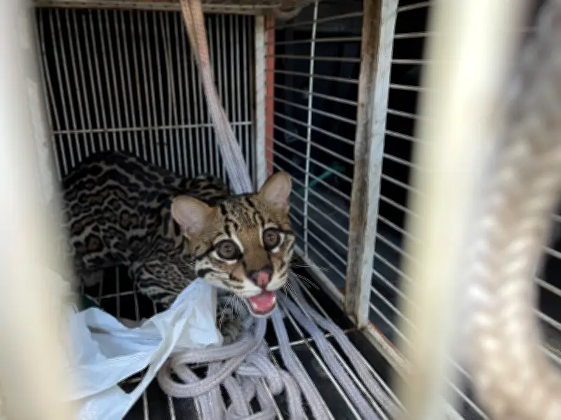 Jaguatirica atropelada na RJ-116 volta à natureza após recuperação