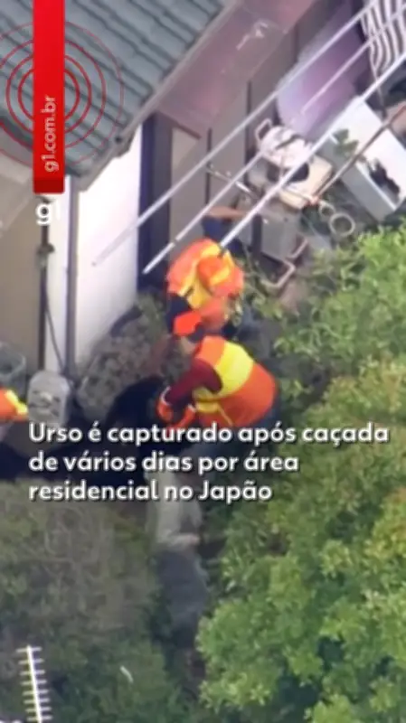 Japão vai instalar 800 câmeras para monitorar ursos após ataques