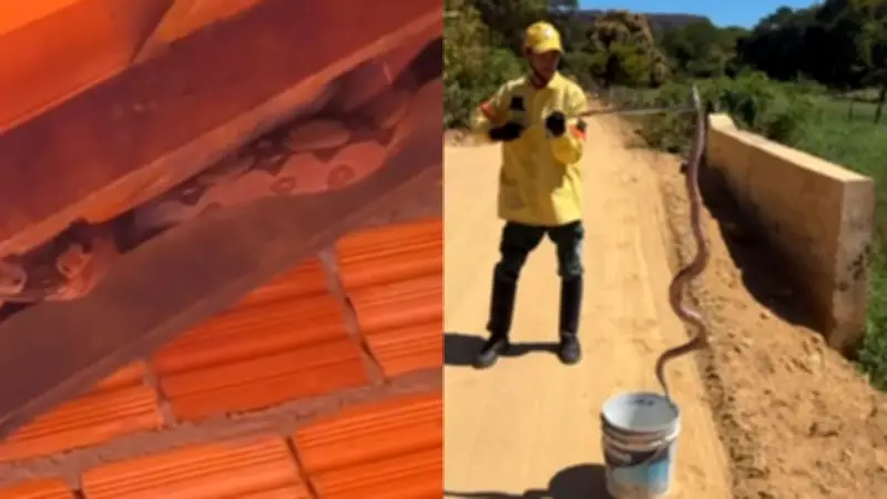 Jiboia de quase 2 metros é resgatada no teto de casa no Piauí