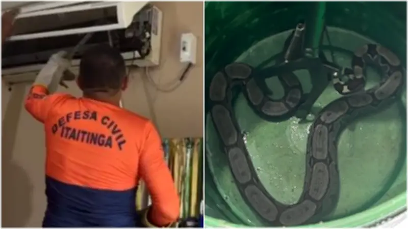 Jiboia é resgatada dentro de ar-condicionado em Itaitinga