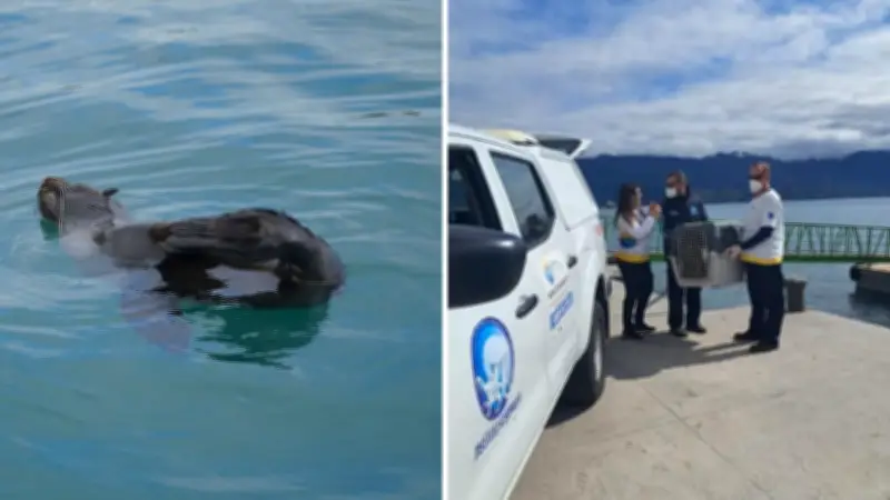 Lobo-marinho-sul-americano resgatado com ferimentos de pesca em SP