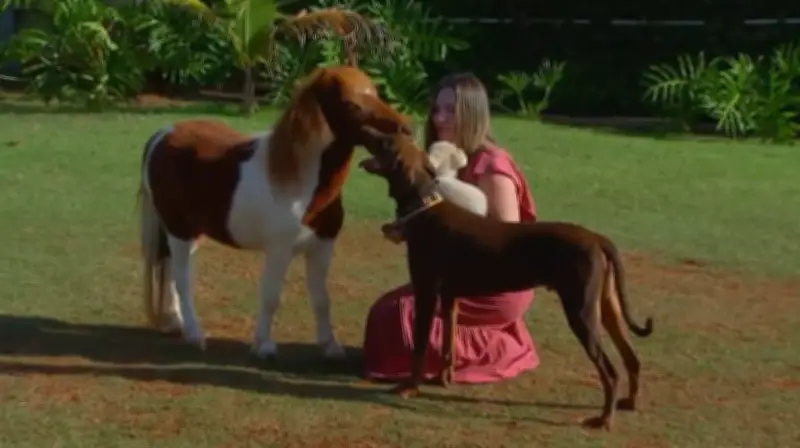 Mini-horses: criação vira fonte de renda e negócio no Brasil
