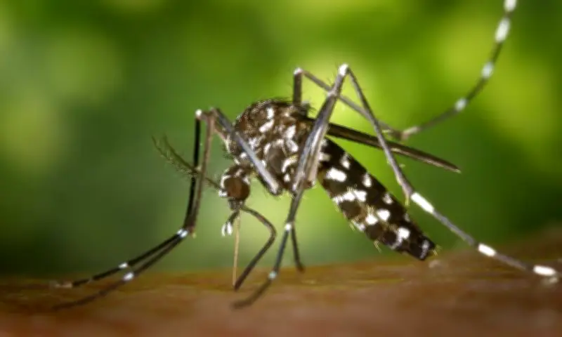 Mosquito da dengue pode aprender a ignorar repelente, aponta estudo francês